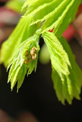 Acer shirasawanum 'Aureum' - javor shirasavanský - květ